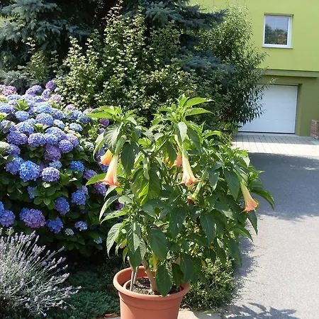 Gastehaus-fruhstuckspension Wollautz Bed & Breakfast *